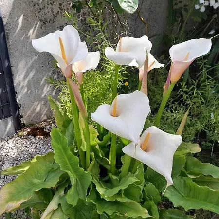 Tante Jeanne Casa de Férias *